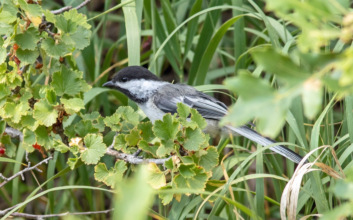 Black-capped Chickadee - ML622136231