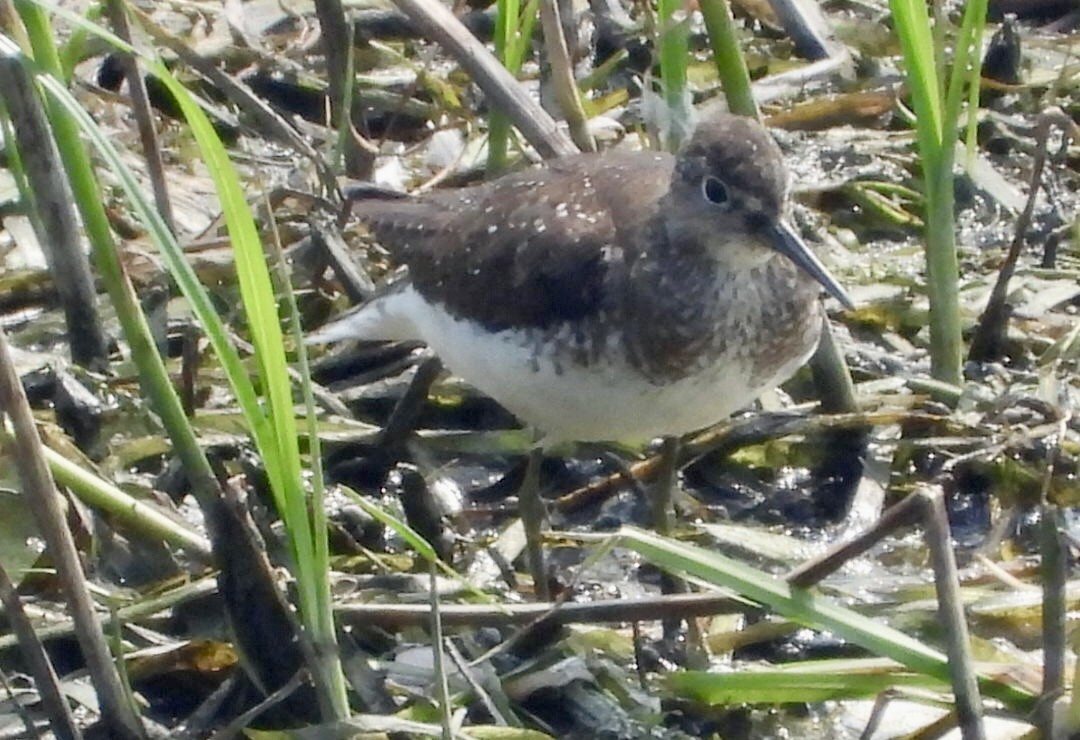 Solitary Sandpiper - ML622136232