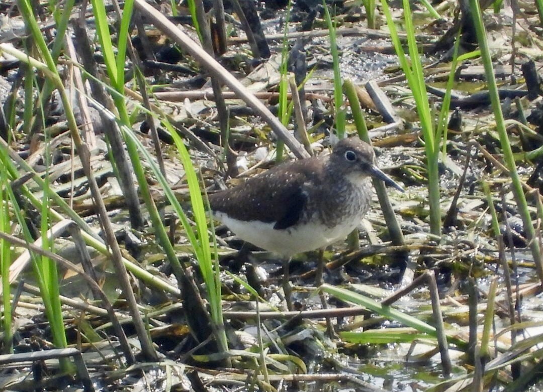 Solitary Sandpiper - Manon Guglia