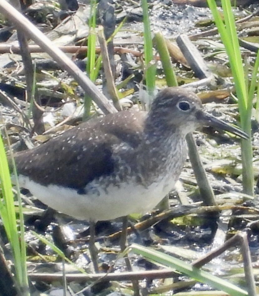 Solitary Sandpiper - ML622136234