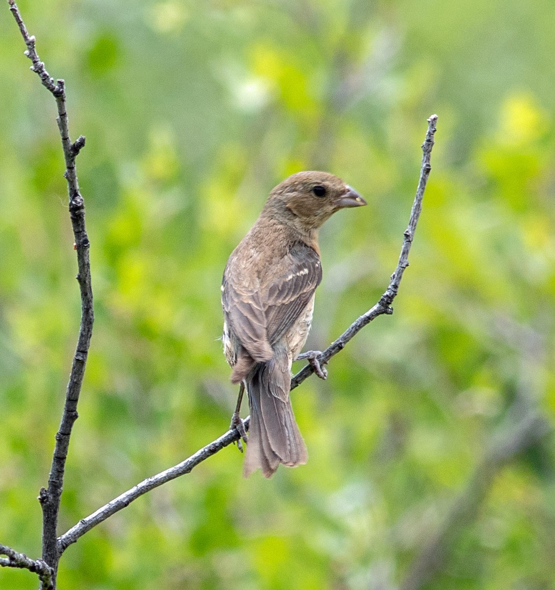 Lazuli Bunting - ML622136240