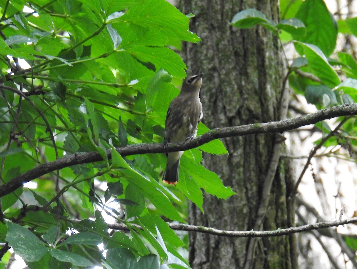 Cedar Waxwing - ML622136241