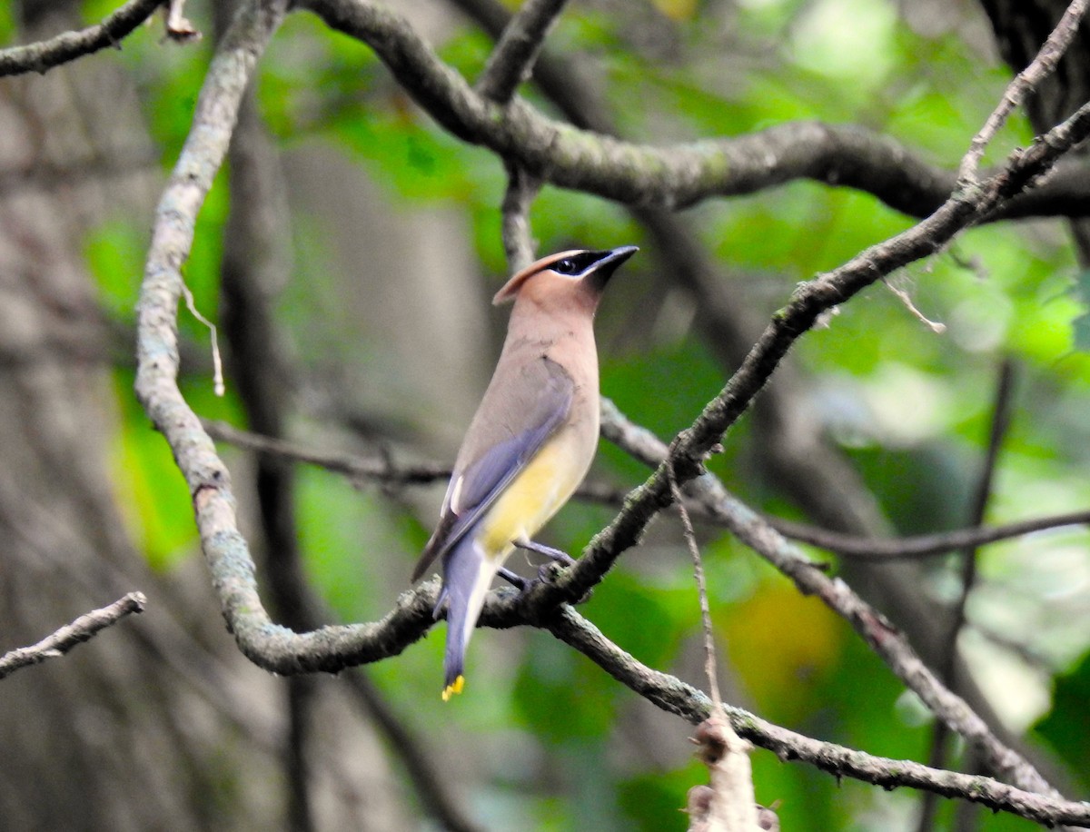 Cedar Waxwing - ML622136242