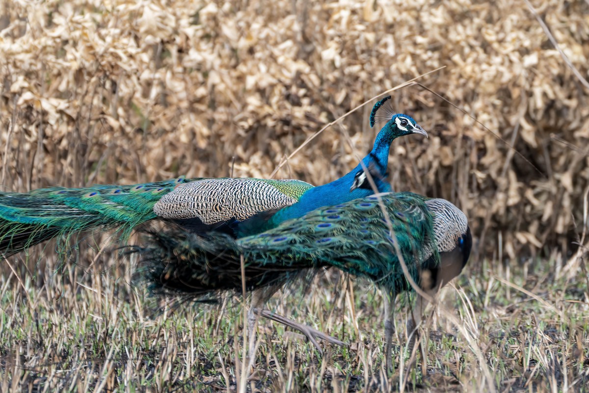 Indian Peafowl - ML622136244