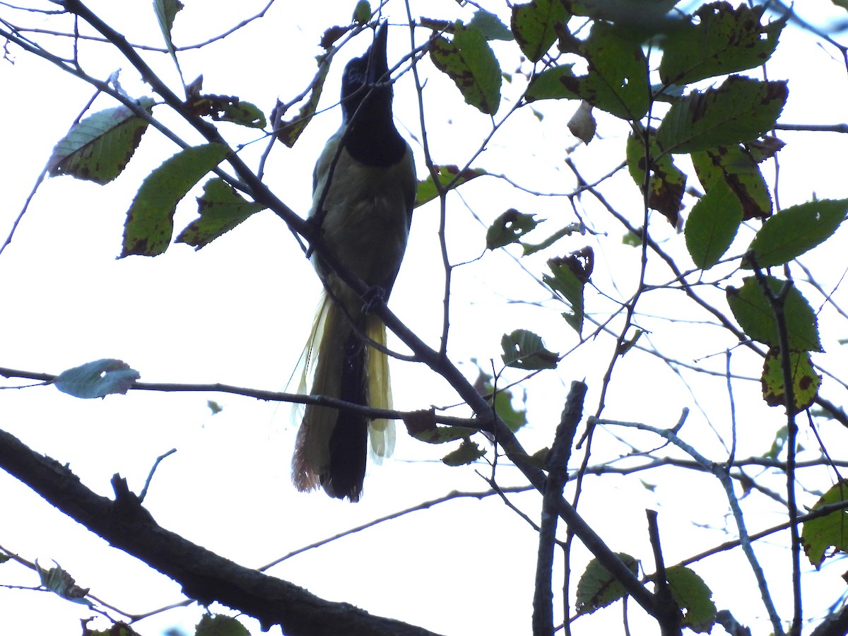 Green Jay - ML622136245