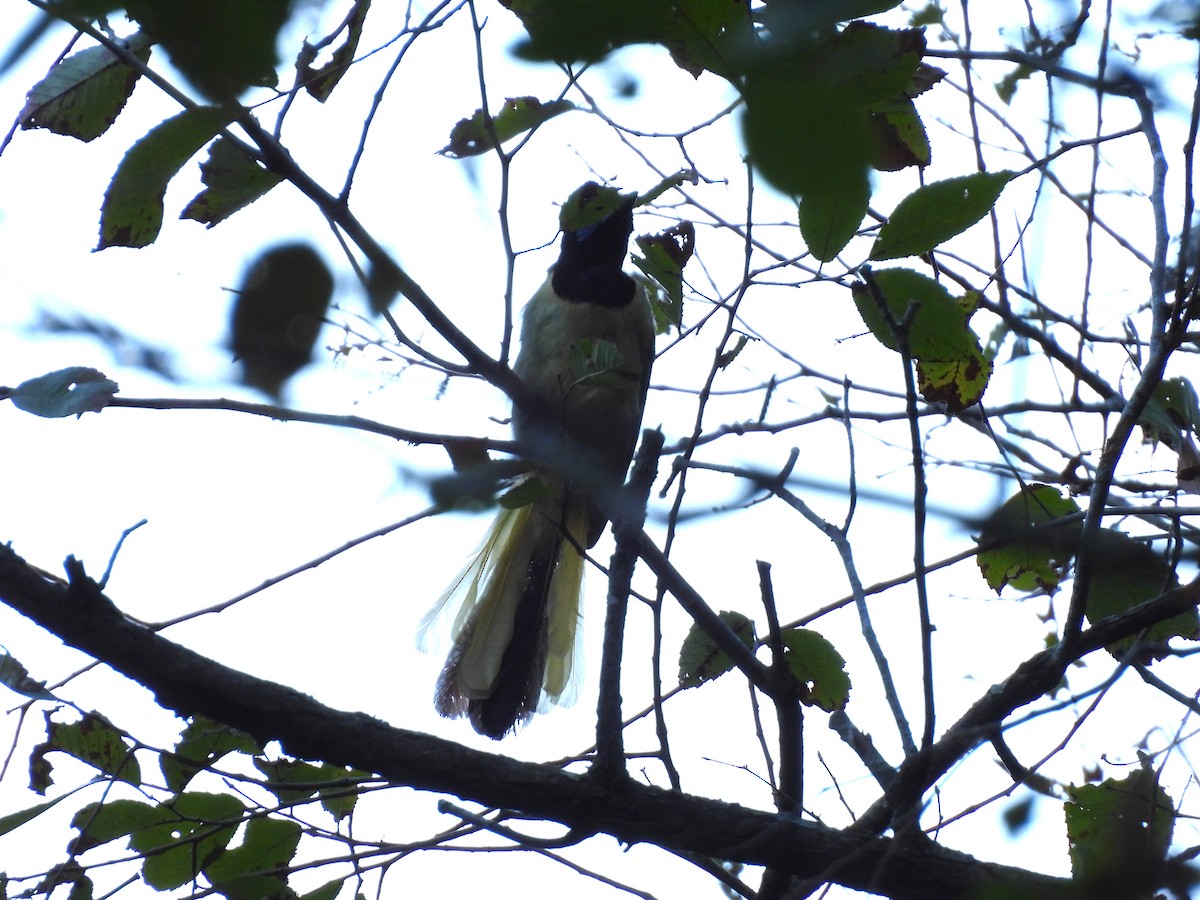 Green Jay - Juan Carlos Padilla