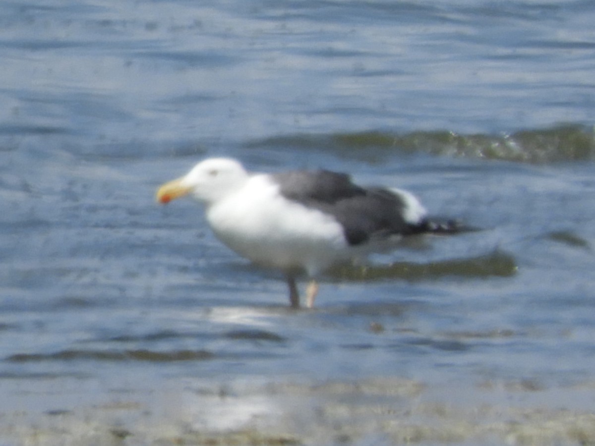 Yellow-footed Gull - ML622136247