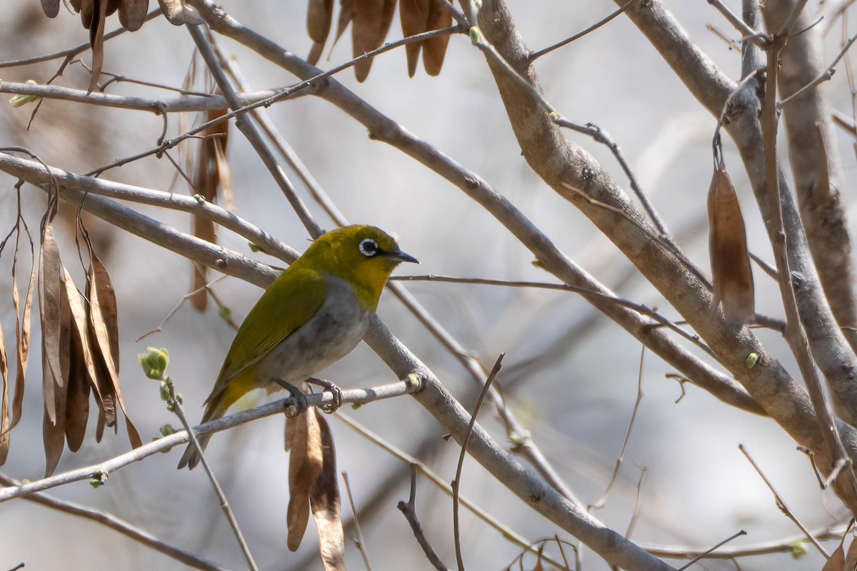 Indian White-eye - Gustino Lanese