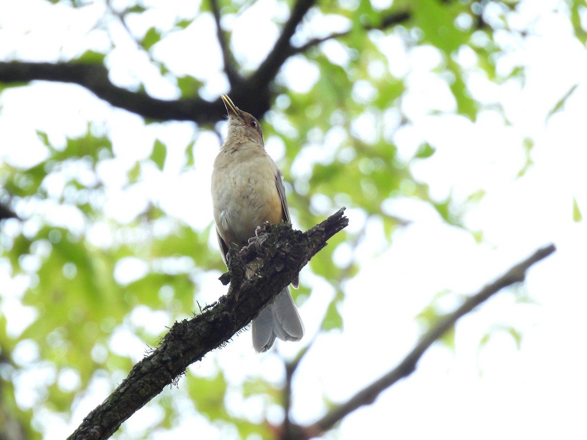 Clay-colored Thrush - ML622136255