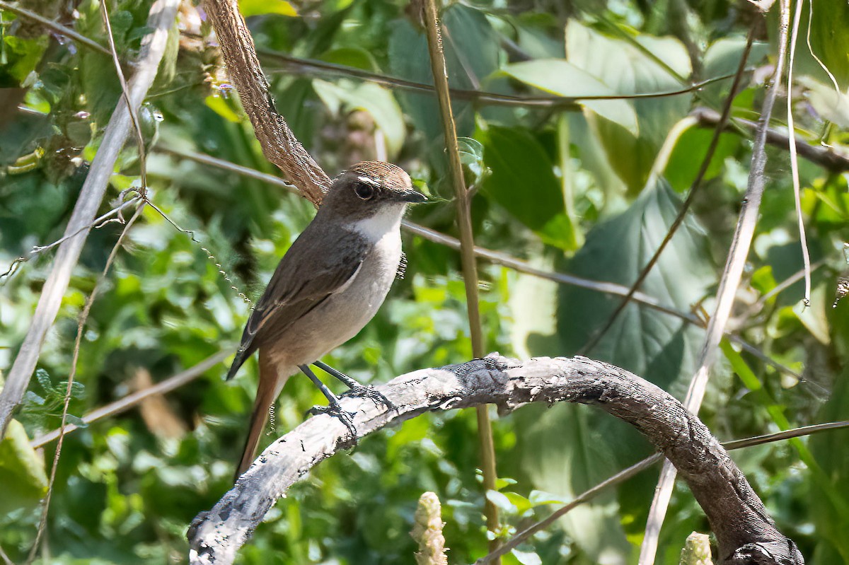 Gray Bushchat - ML622136258