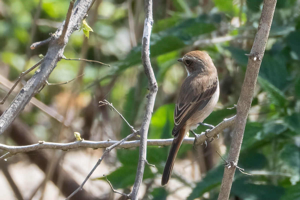 Long-tailed Shrike - ML622136259