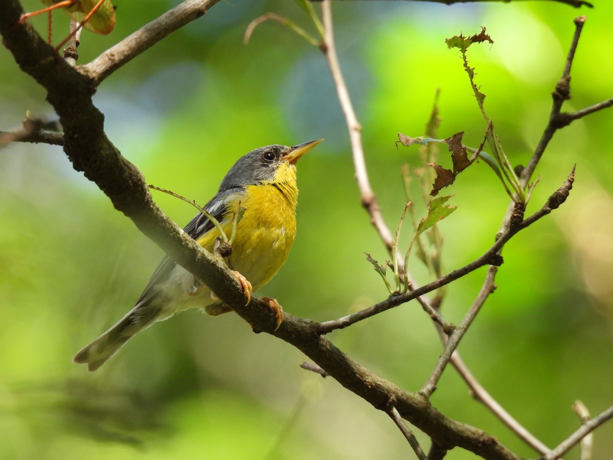 Tropical Parula - Juan Carlos Padilla