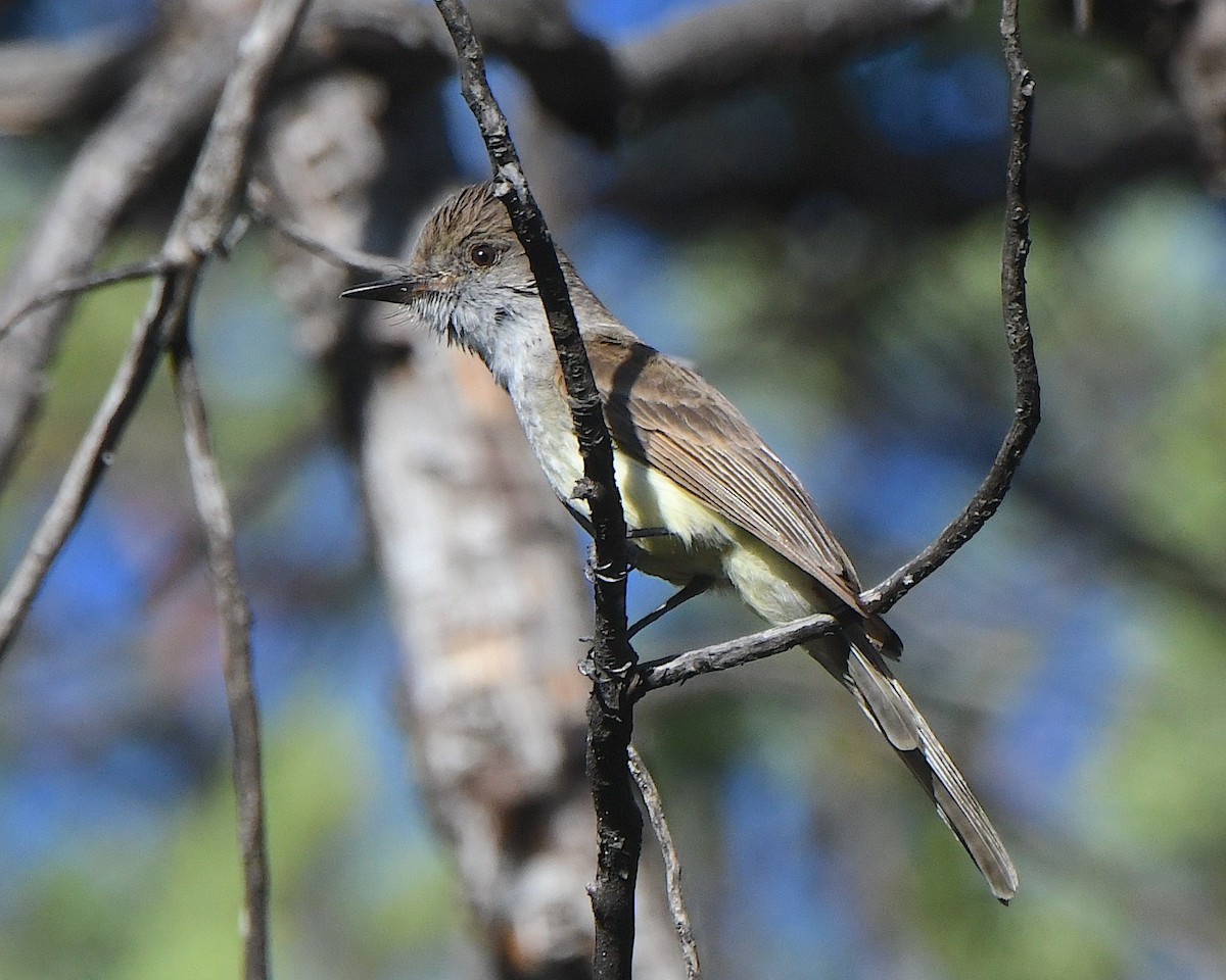 Dusky-capped Flycatcher - Ted Wolff