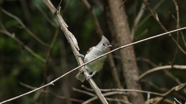 Tufted Titmouse - ML622136298