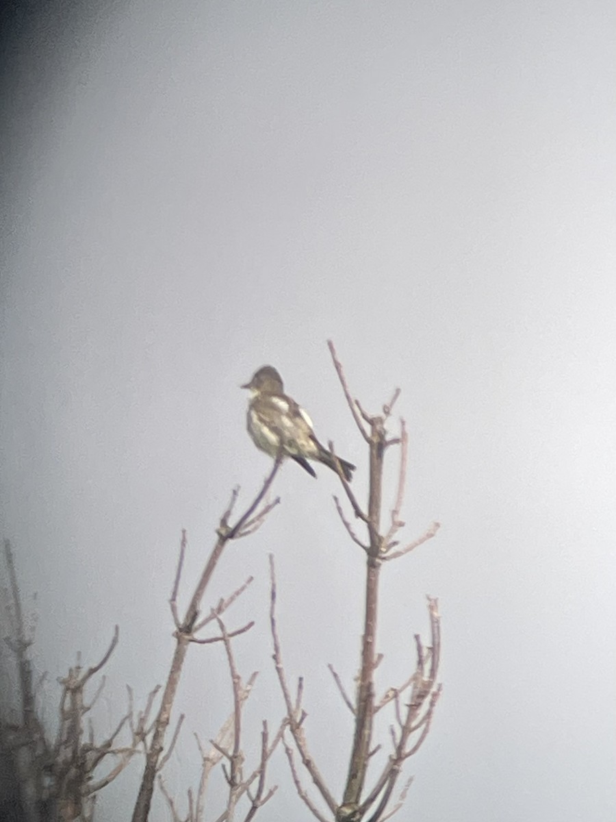 Olive-sided Flycatcher - ML622136302