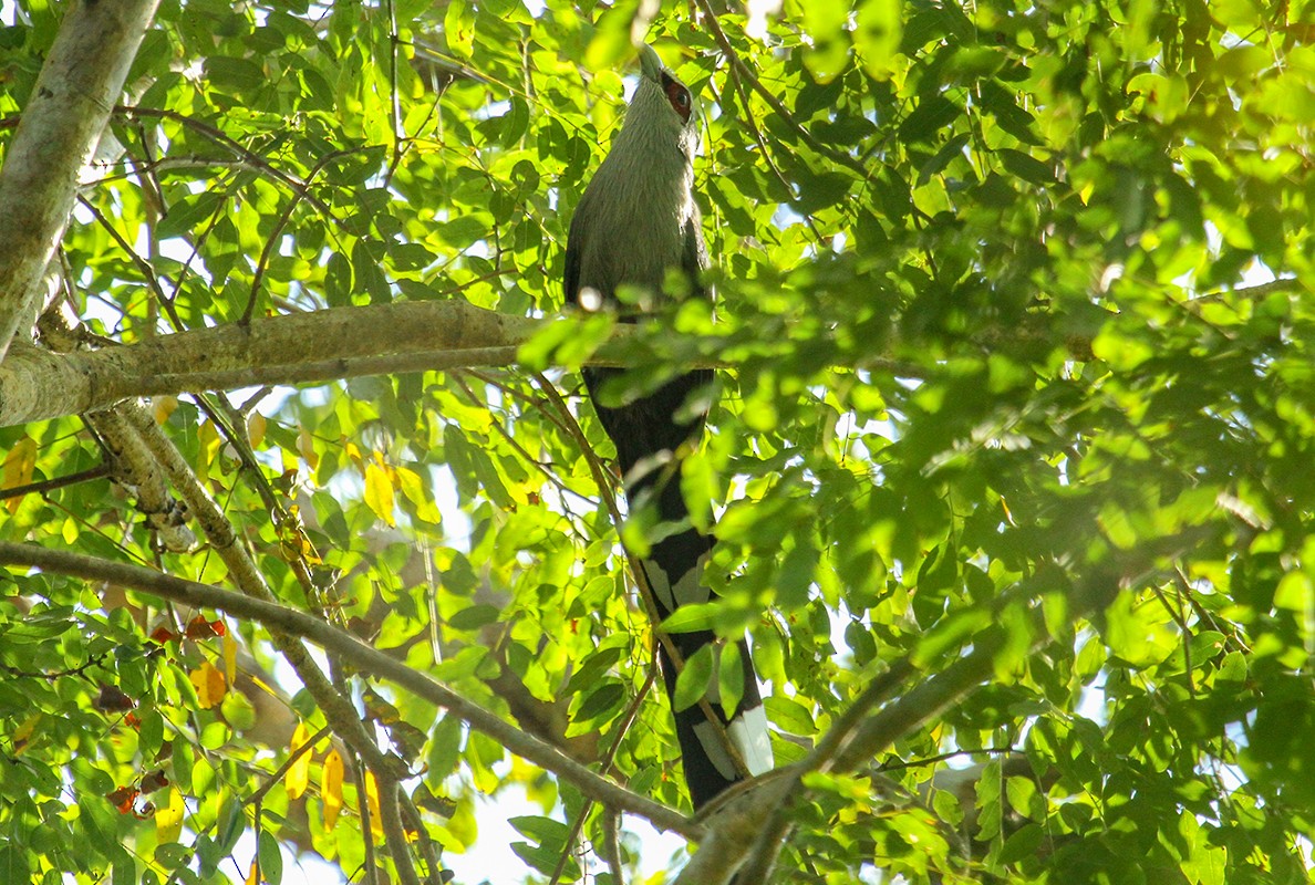 Green-billed Malkoha - ML622136329