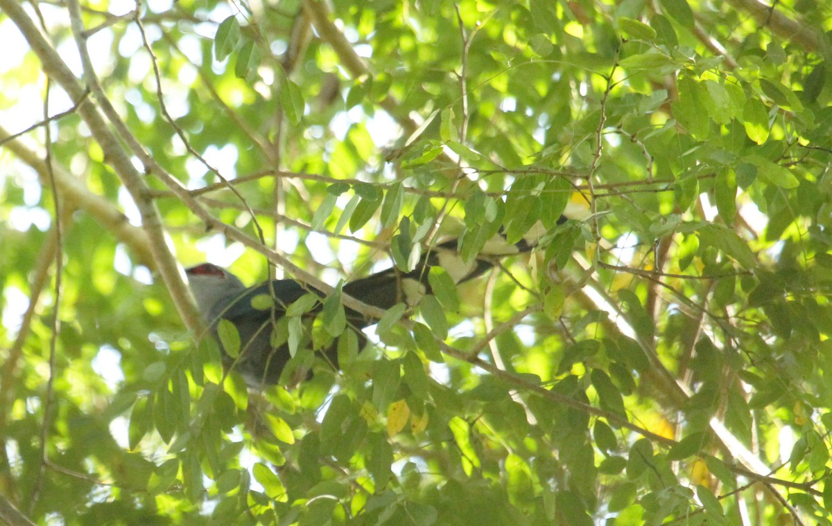 Green-billed Malkoha - ML622136330