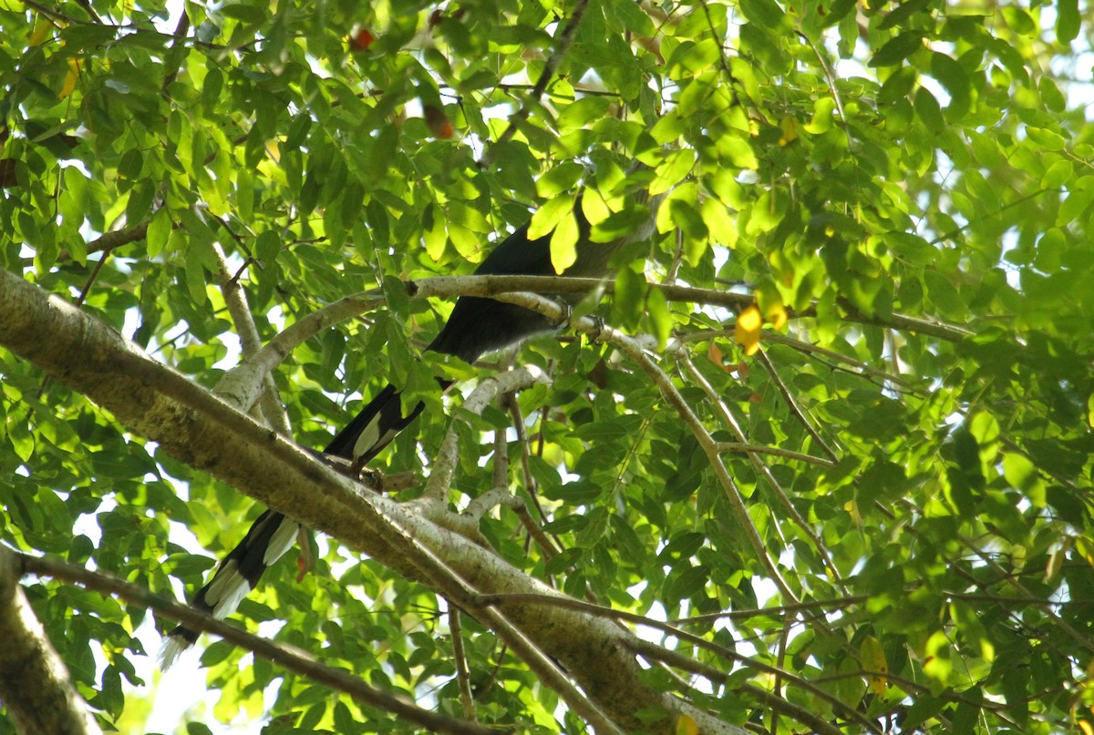 Green-billed Malkoha - ML622136331