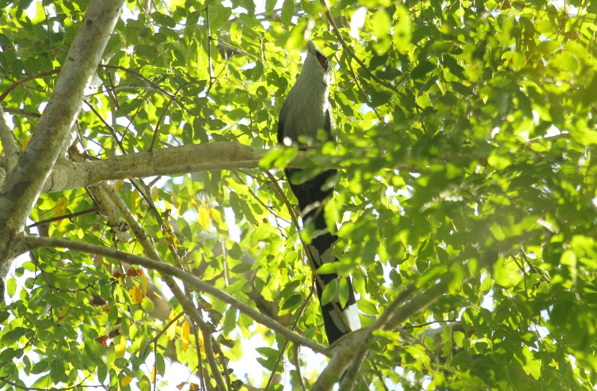 Green-billed Malkoha - ML622136332