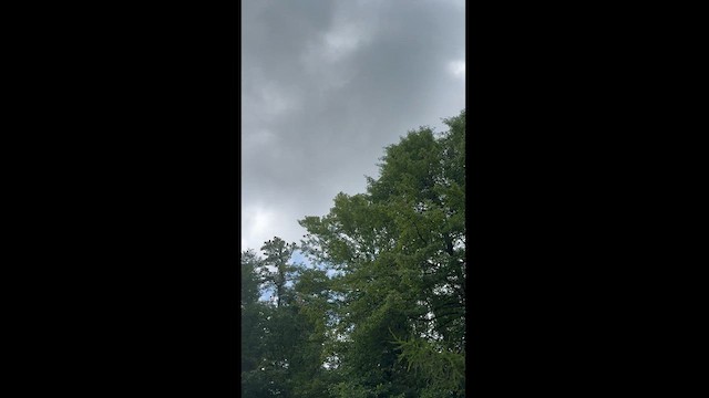 Red Crossbill - ML622136359