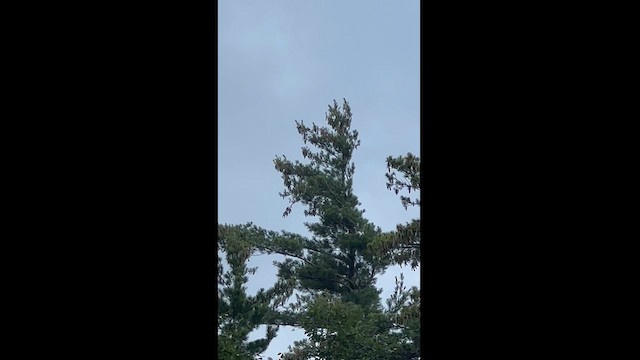 Red Crossbill - ML622136360