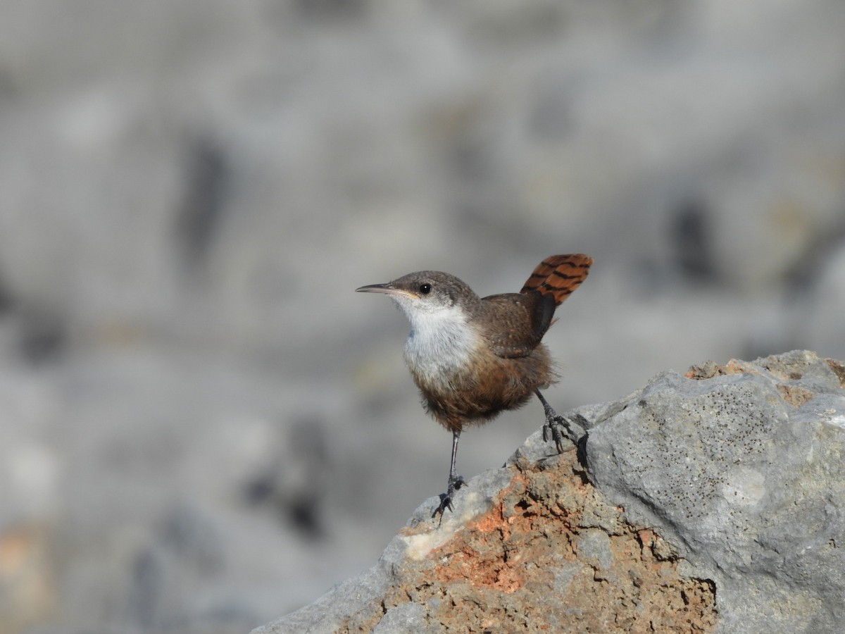 Canyon Wren - ML622136365