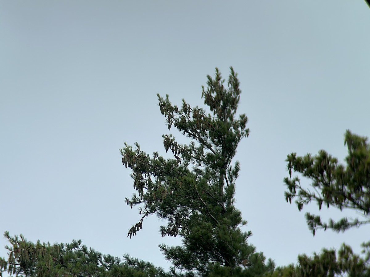 Red Crossbill - ML622136377