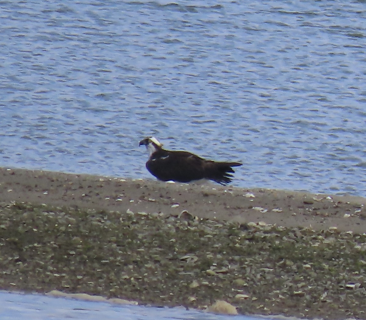 Balbuzard pêcheur - ML622136411