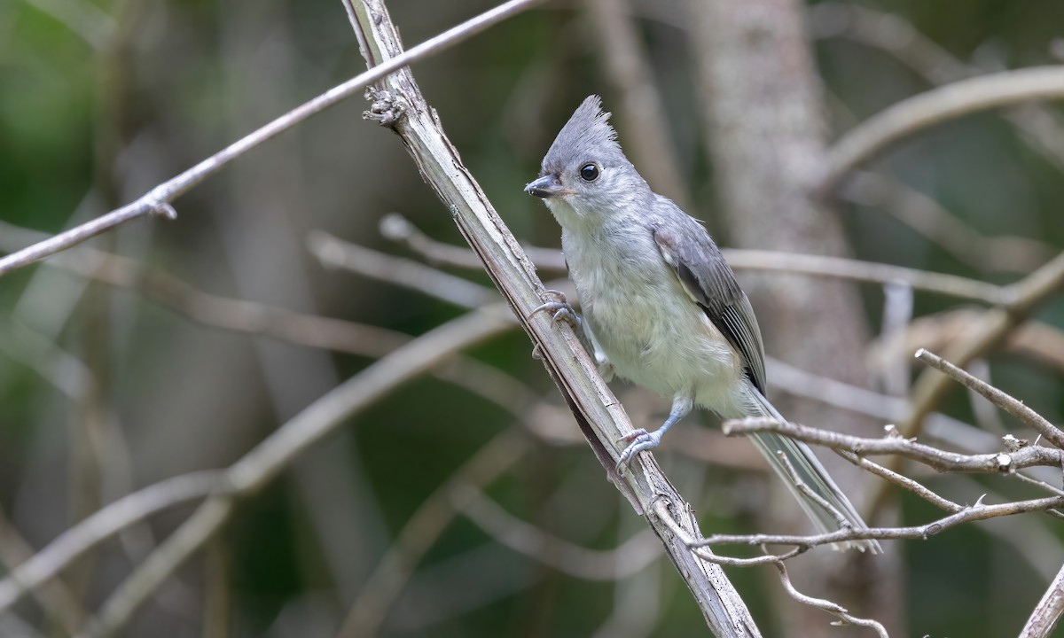 Mésange bicolore - ML622136415