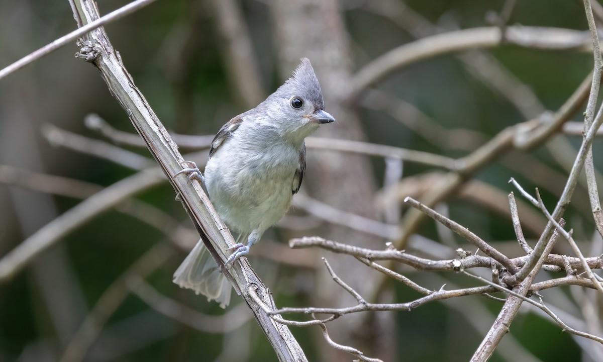 Mésange bicolore - ML622136417