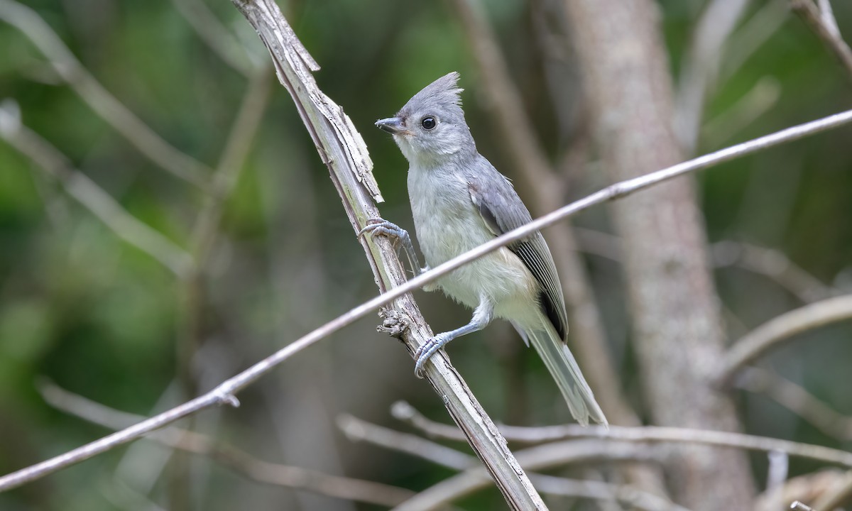 Mésange bicolore - ML622136418