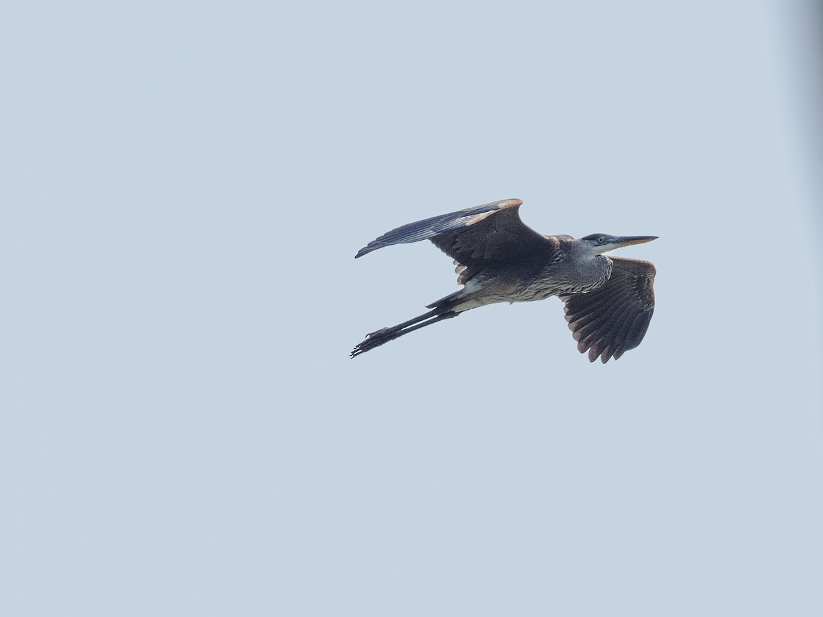 Great Blue Heron - Steve Solnick