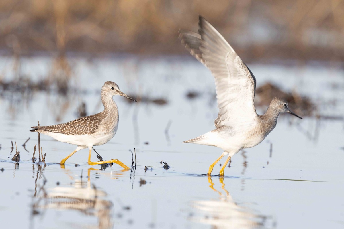 Lesser Yellowlegs - Linda Rudolph