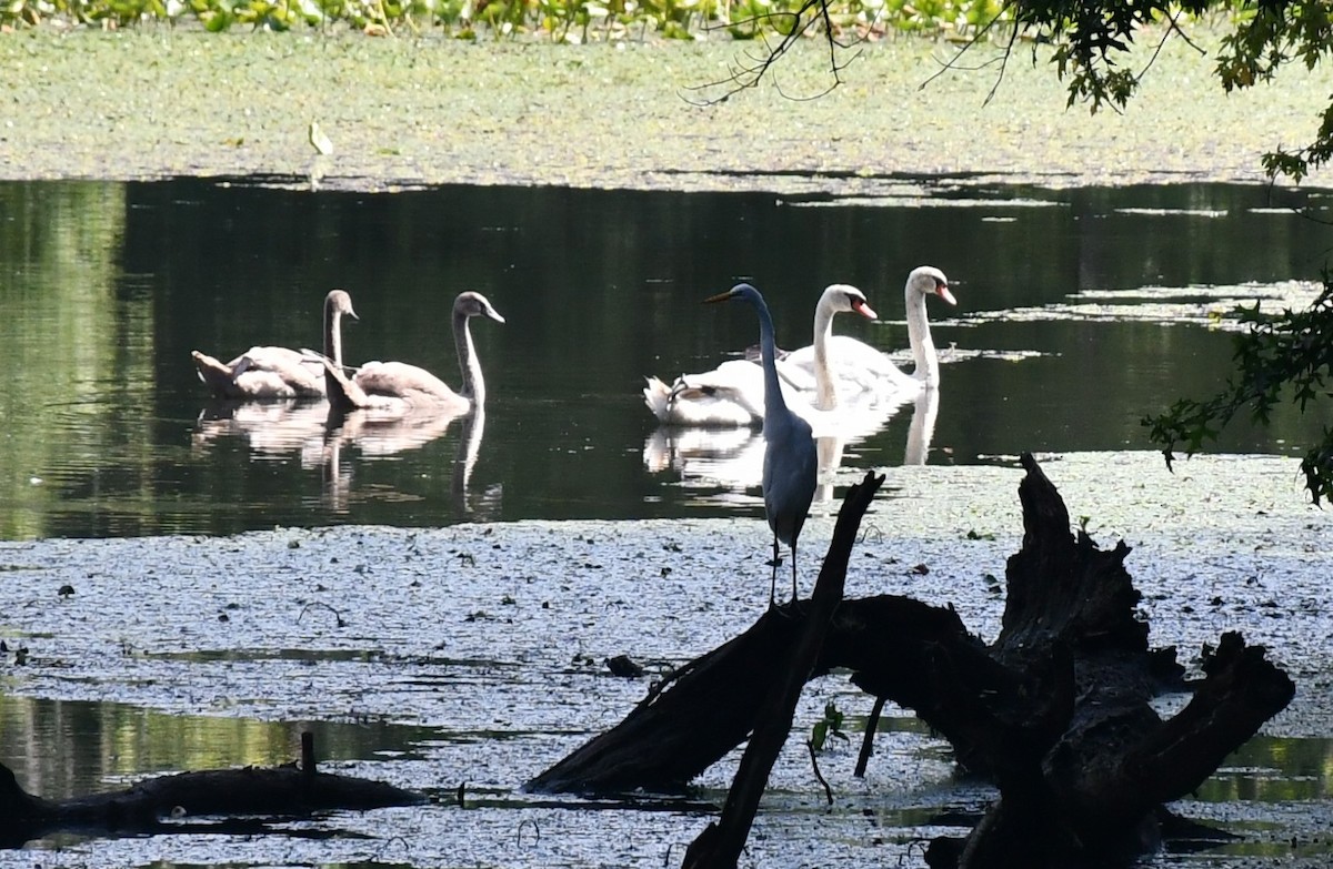 Cygne tuberculé - ML622136435