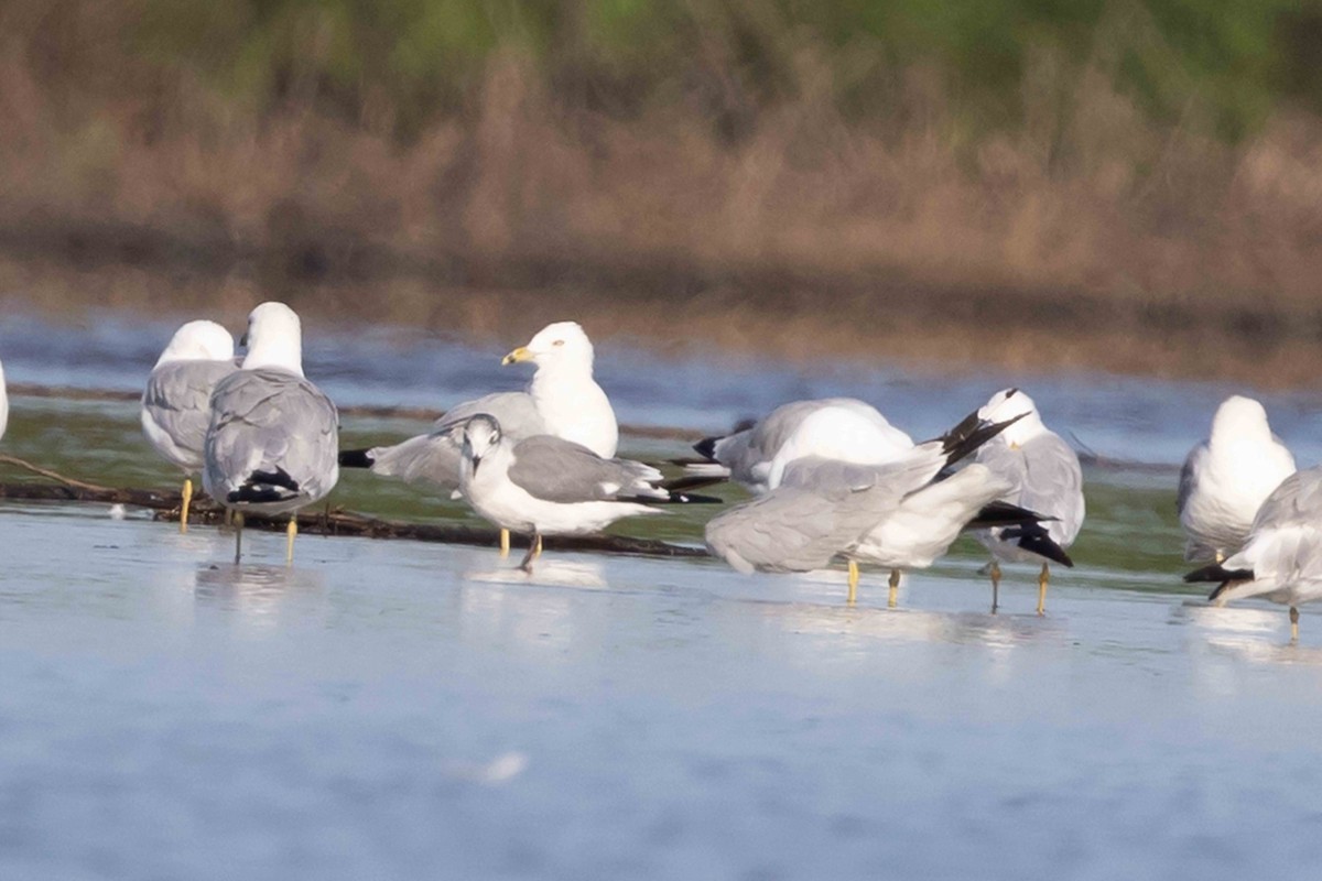 Mouette de Franklin - ML622136436