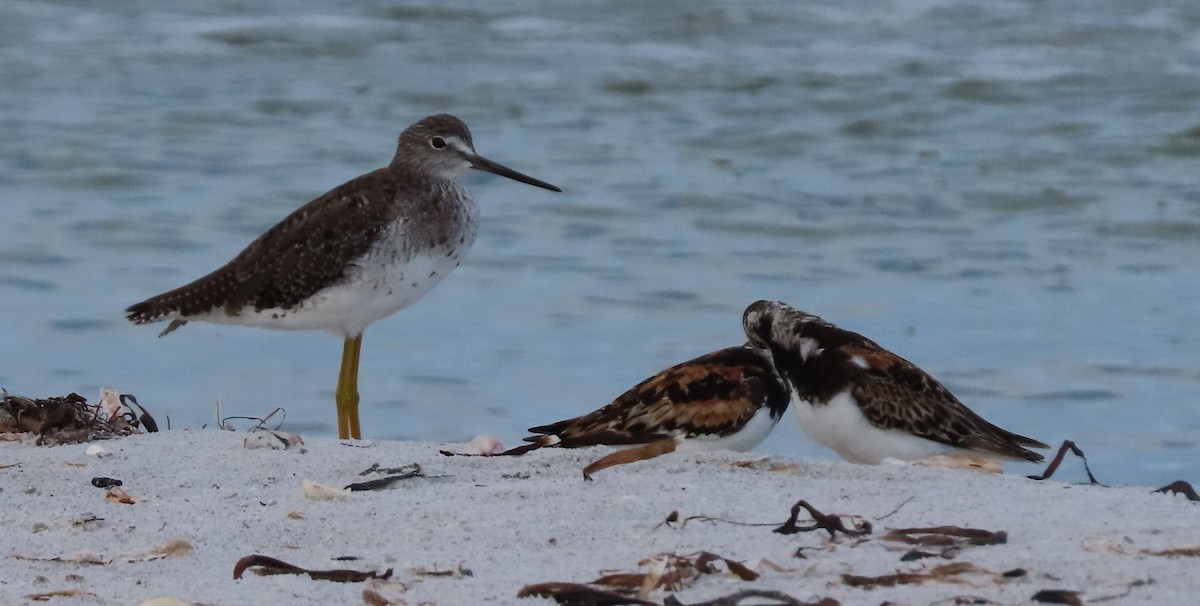 Ruddy Turnstone - ML622136440