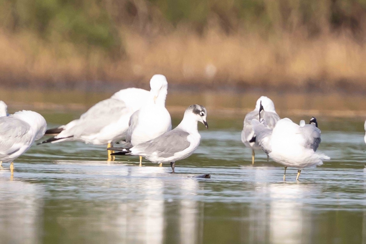 Mouette de Franklin - ML622136446