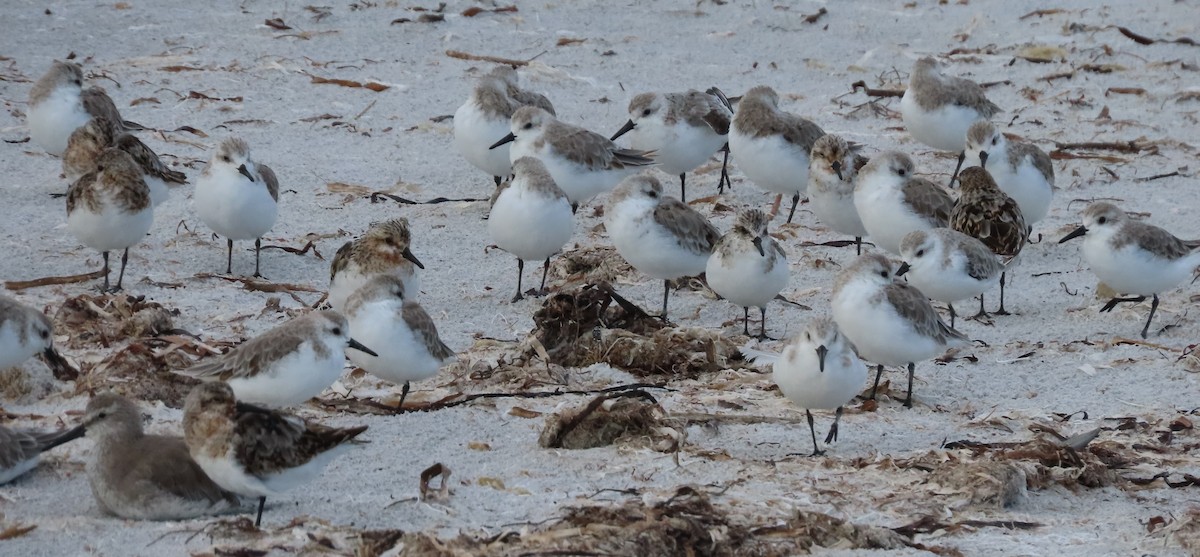 Bécasseau sanderling - ML622136451