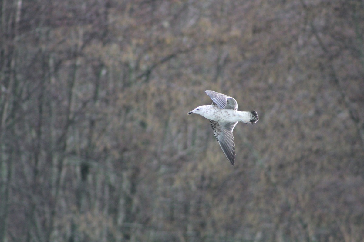 Kelp Gull - ML622136497
