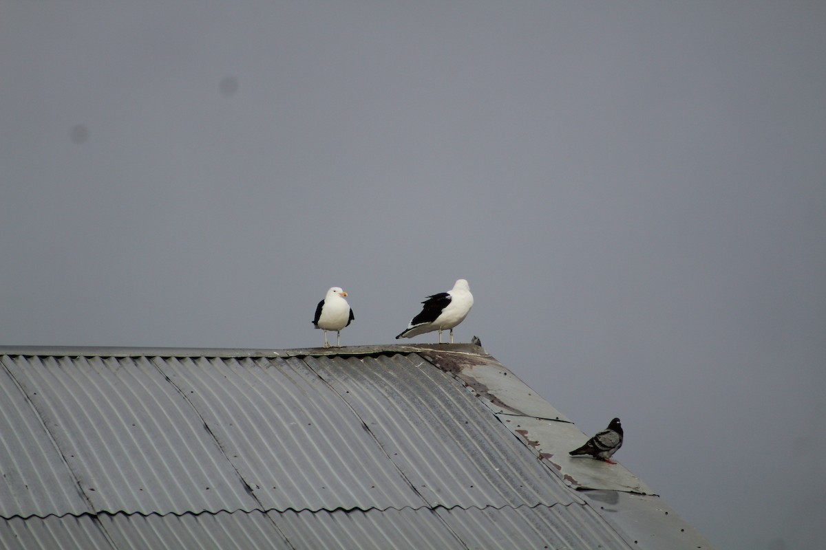 Kelp Gull - ML622136498