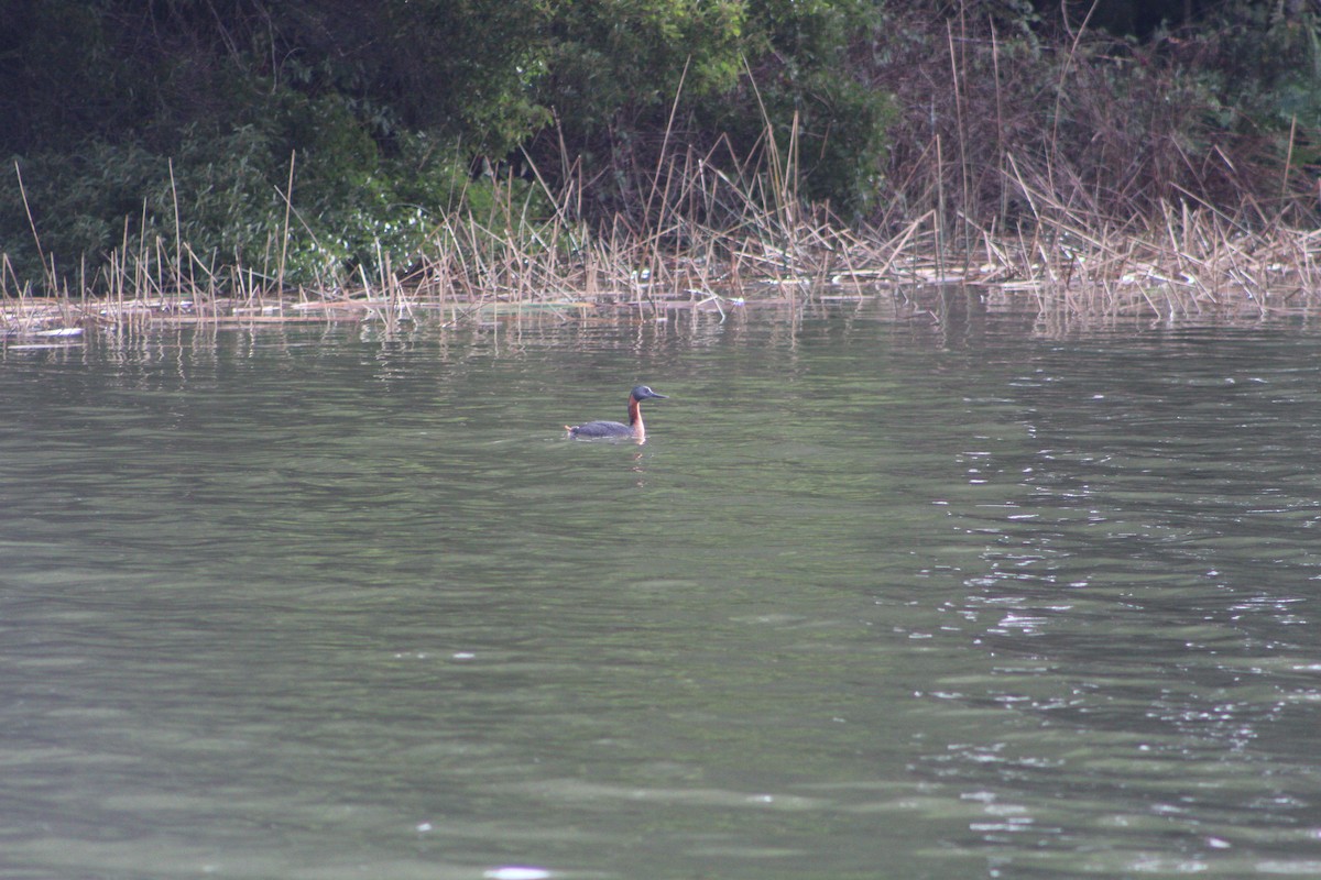 Great Grebe - ML622136505