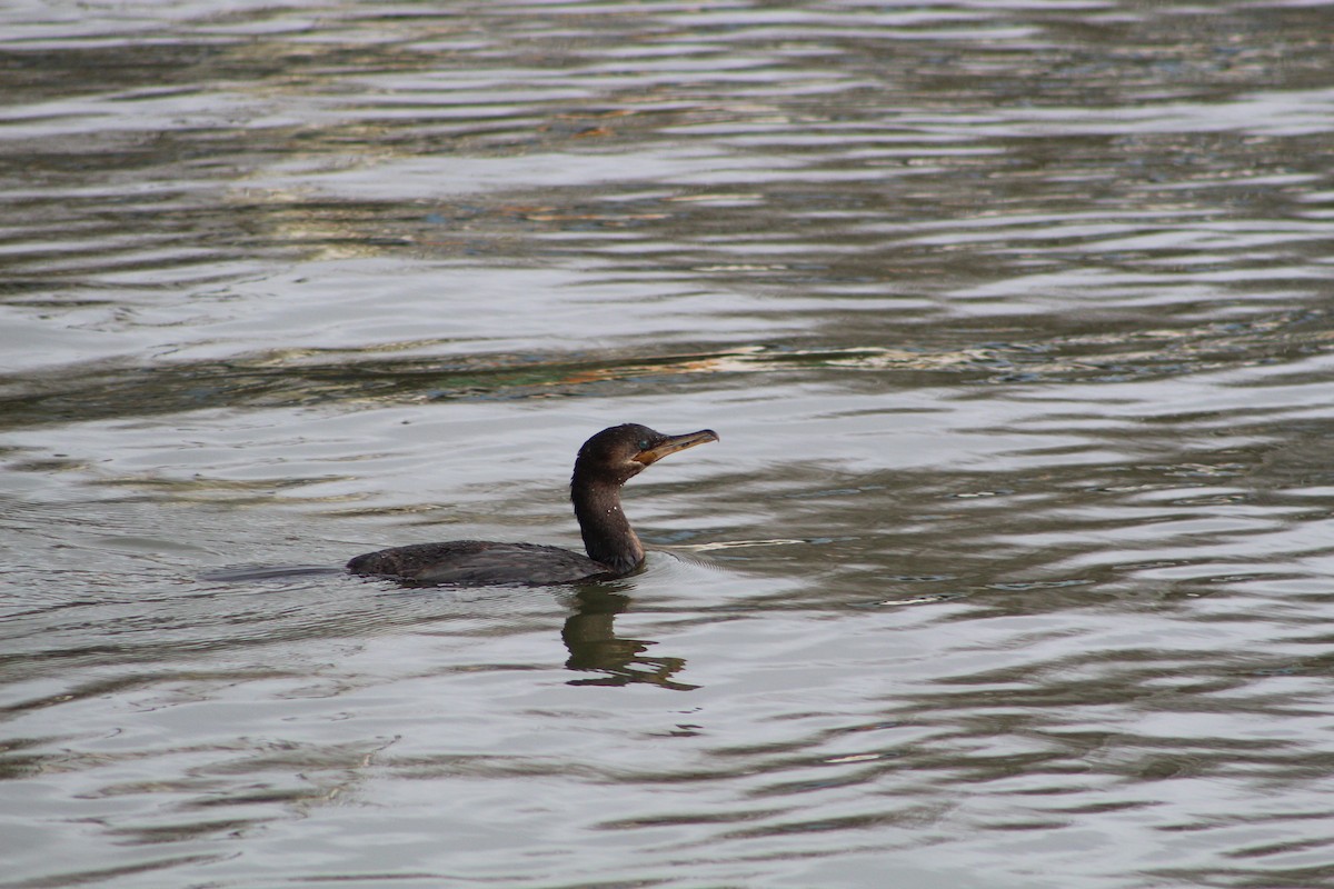 Neotropic Cormorant - ML622136516
