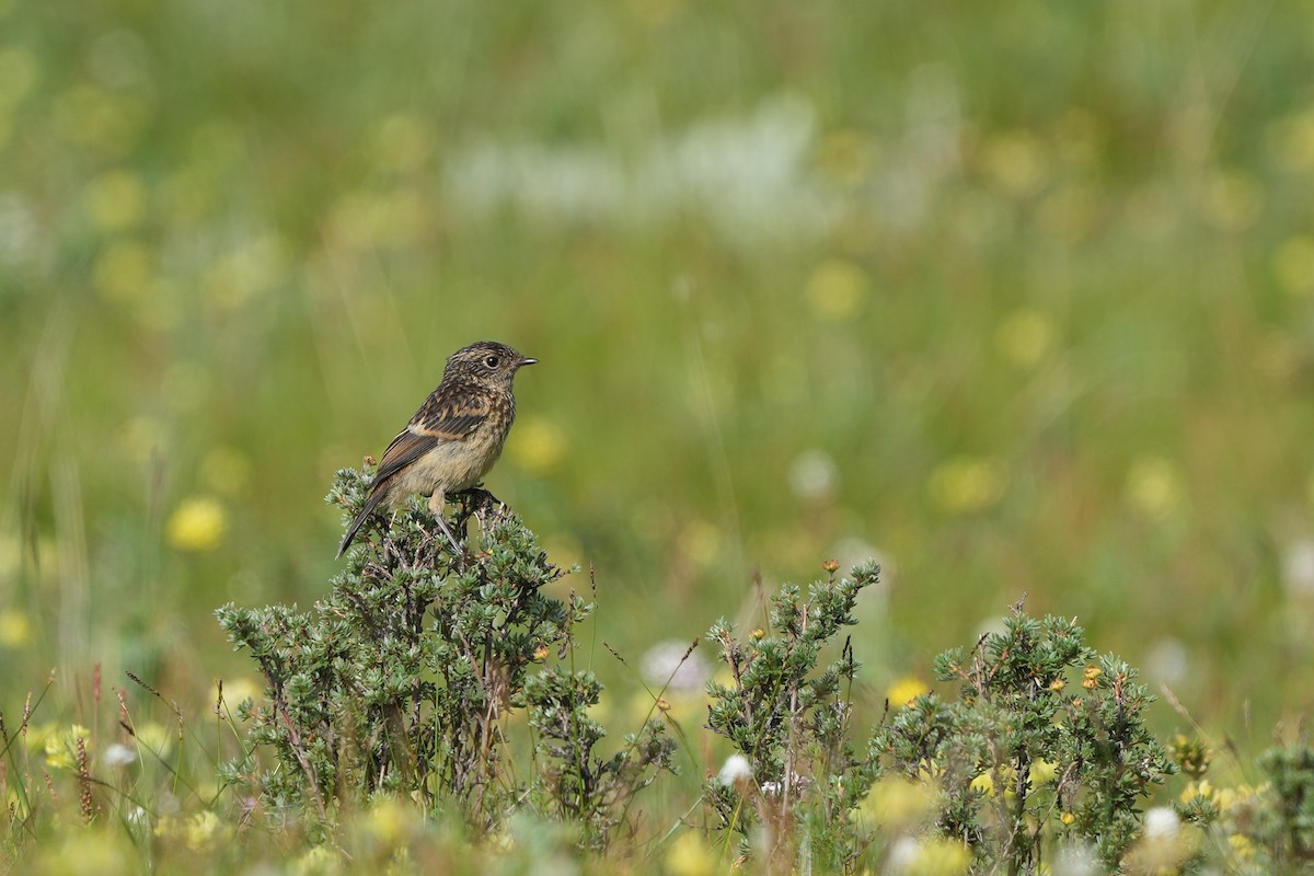 Siberian Stonechat (Przevalski's) - ML622136517