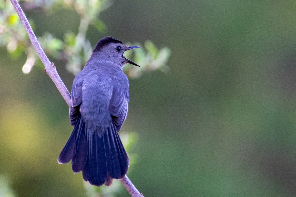 Gray Catbird - ML622136588