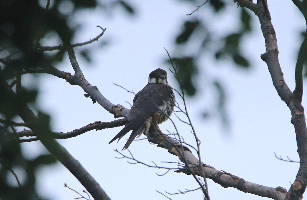 Eurasian Hobby - Ondřej Boháč