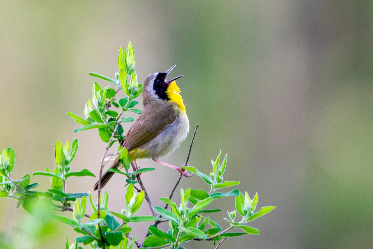 Common Yellowthroat - Patrick LaClair