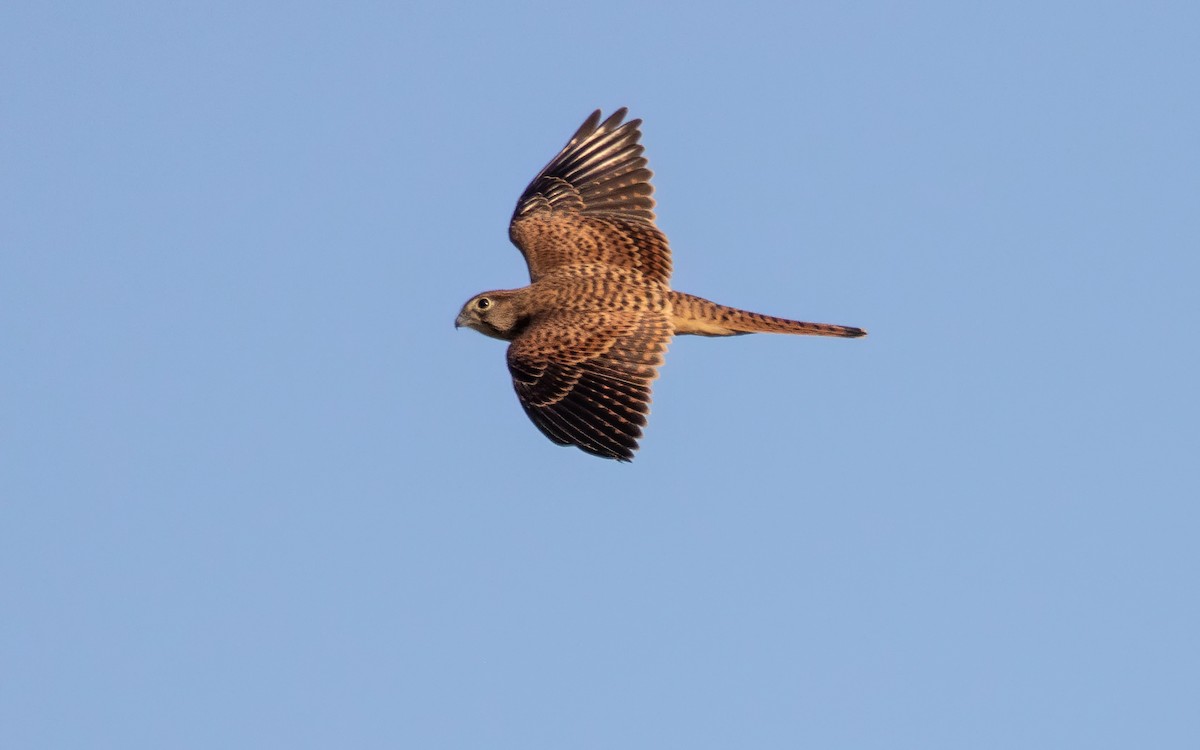 Eurasian Kestrel - Andrés  Rojas Sánchez