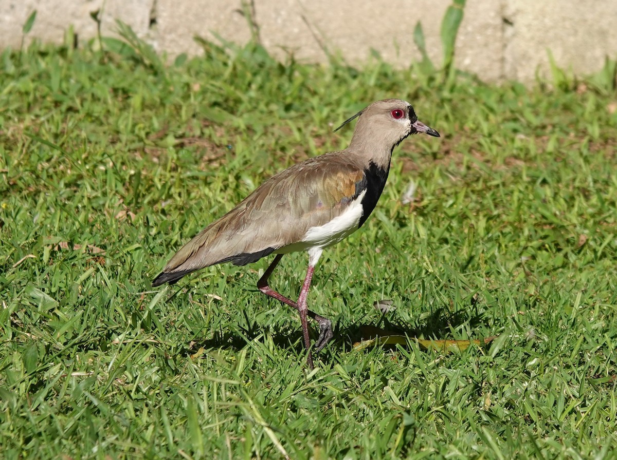 Southern Lapwing - ML622136630