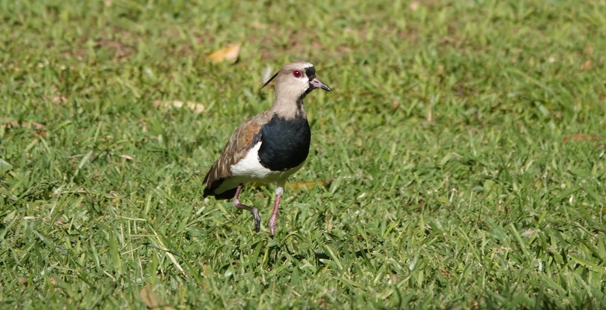 Southern Lapwing - ML622136637