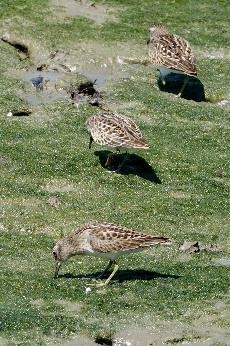 Least Sandpiper - ML622136639